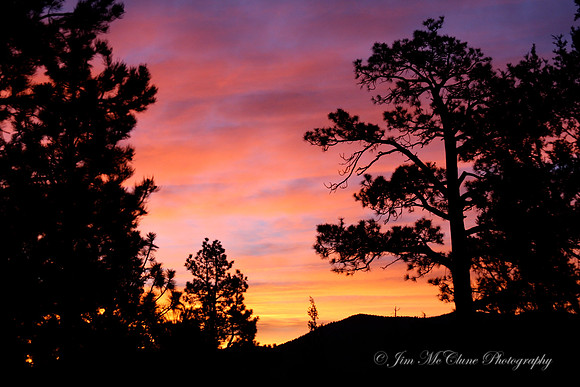 Forest Sunrise