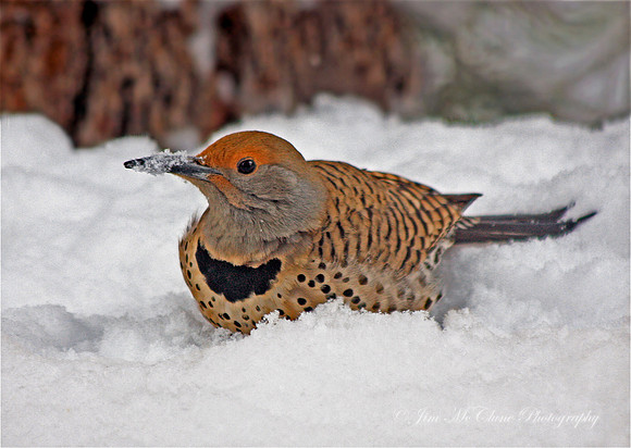 Red-Shafted Flicker in Snow, Big Bear