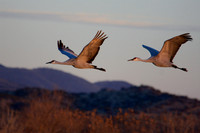 Sandhill Cranes at Sunrise