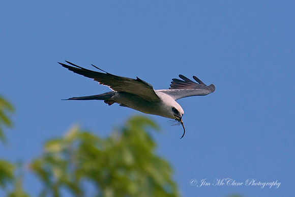 Mississippi Kite with Dragonfly, Texas