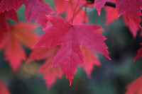 Red Maple Leaves