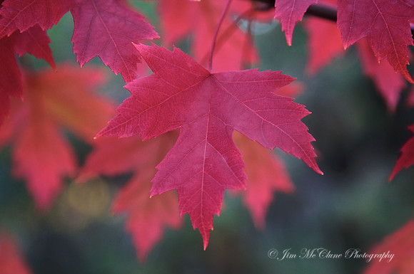 Red Maple Leaves