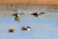 Cinnamon Teal, New Mexico