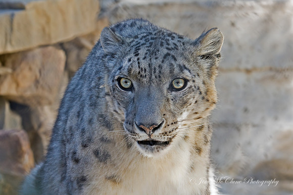 Endangered Snow Leopard, captive