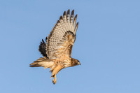 Red Tailed Hawk, New Mexico