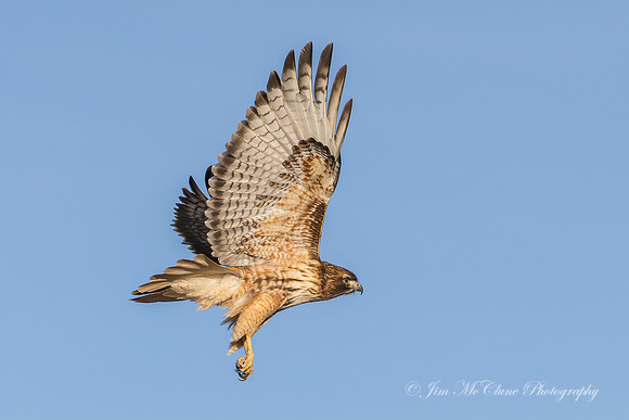 Red Tailed Hawk, New Mexico