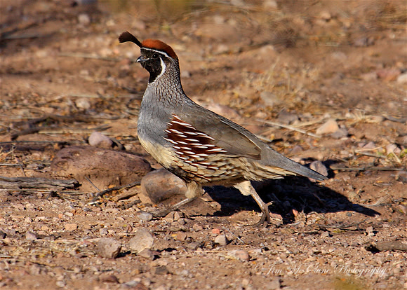 Gambel's Quail