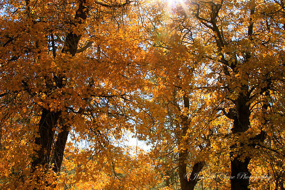 Autumn Oaks