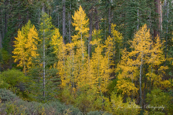 Fall Aspens, San Gorgonio Wilderness