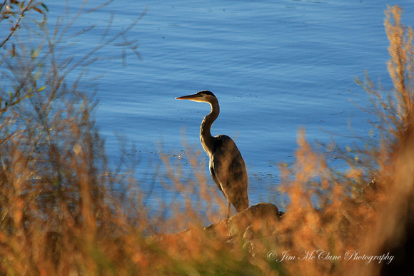 Great Blue Heron