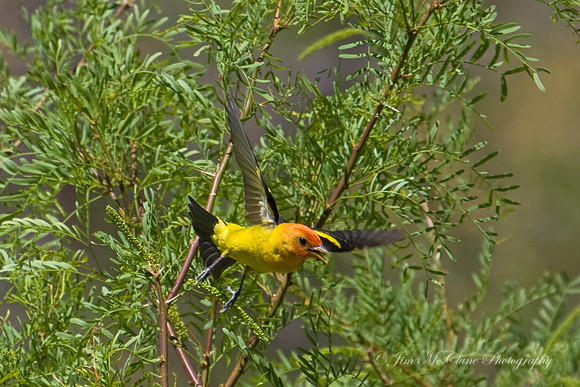 Western Tanager Takeoff