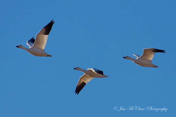 Snow Geese, New Mexico