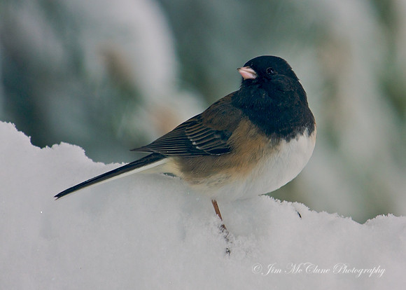 Dark-eyed Junco, Big Bear Lake