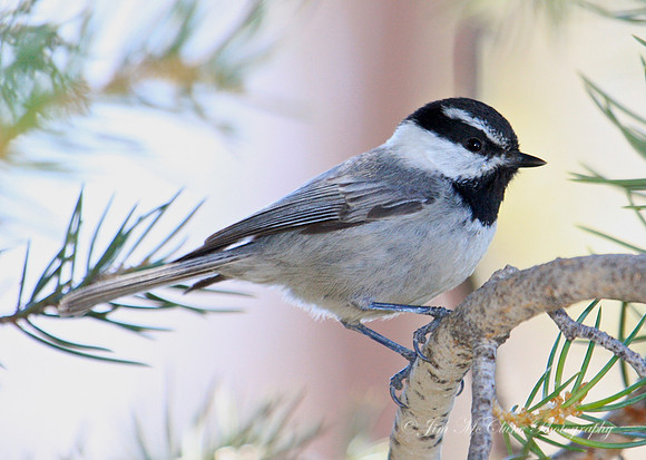 Mountain Chickadee, Big Bear Lake