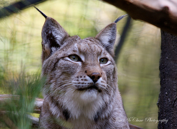 Siberian Lynx, Captive