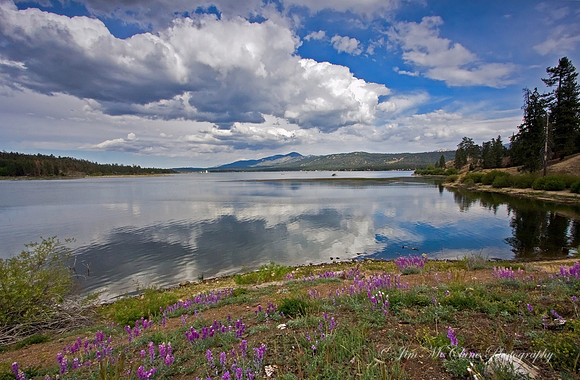 Spring Lupines, Big Bear Lake