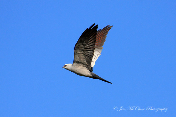 Mississippi Kite, Texas