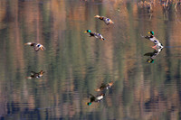 Landing Reflection