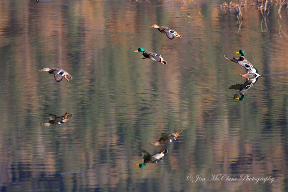 Landing Reflection