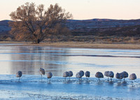 Cold Morning, NM