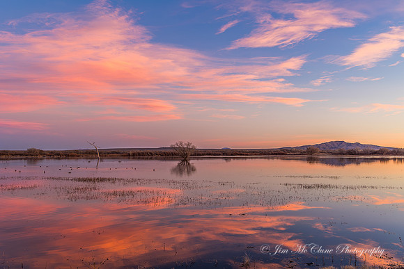 Bosque Del Apache NM