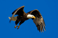 Eagle in Flight, Big Bear Lake