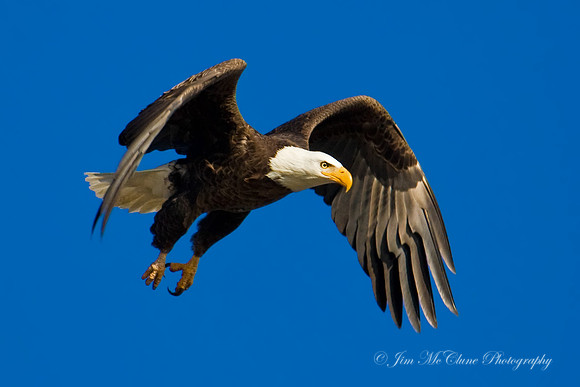 Eagle in Flight, Big Bear Lake