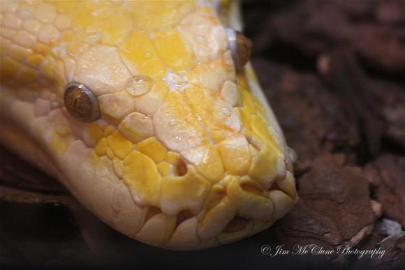 Albino Burmese Python, Captive