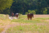 Roaming Horses