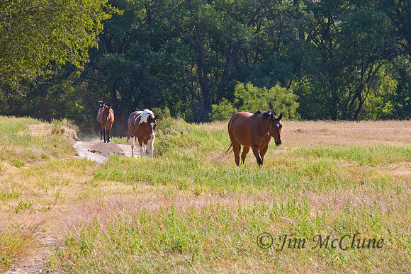 Roaming Horses