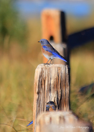Western Bluebirds, Big Bear Lake