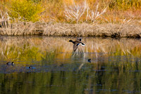 Soft Landing, Big Bear Lake