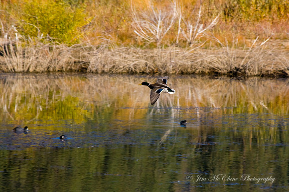 Soft Landing, Big Bear Lake