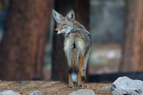 Coyote Stare