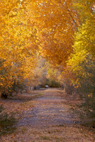 Tranquil Pathway