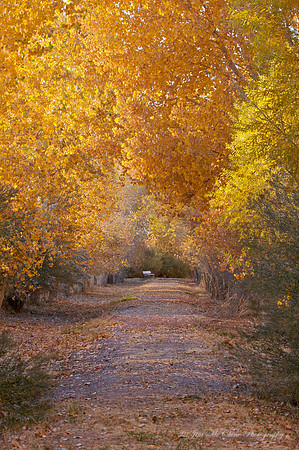 Tranquil Pathway