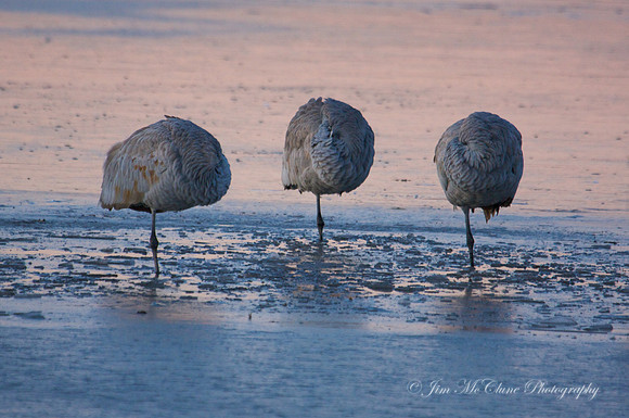 Cold Morning
