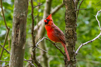 Red Cardinal, Houston