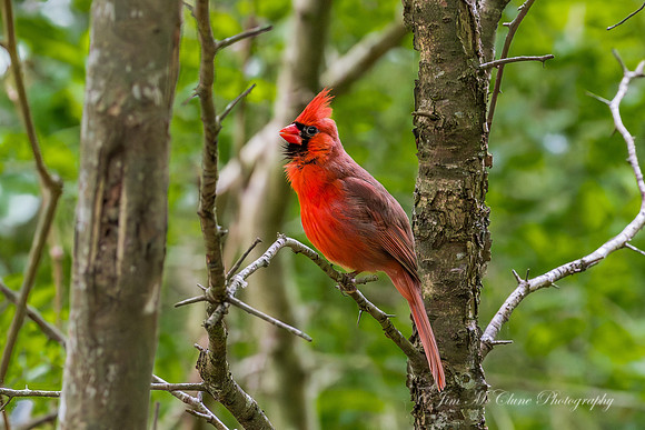 Red Cardinal, Houston