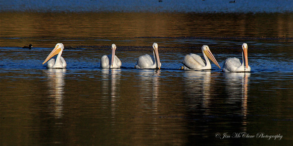 White Pelicans. Big Bear Lake