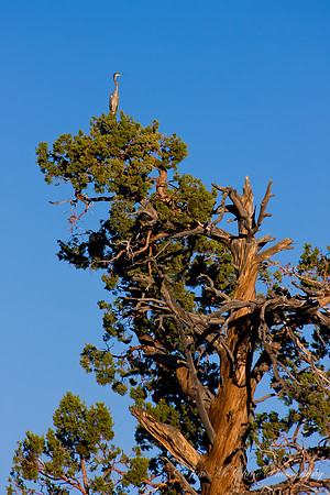 Heron over Juniper