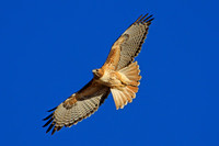 Red Tailed Hawk
