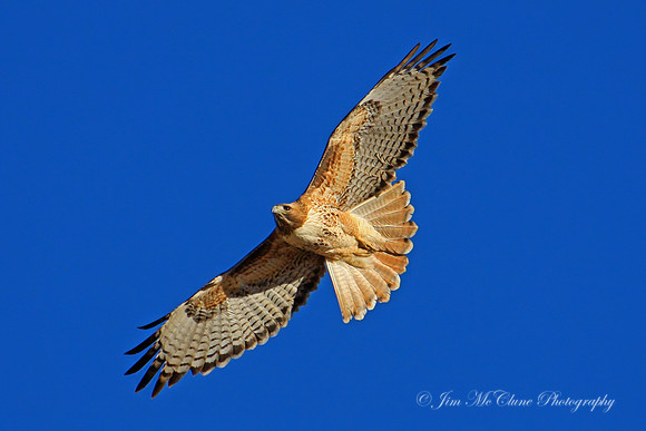 Red Tailed Hawk