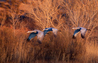 Sandhill Cranes in Winter