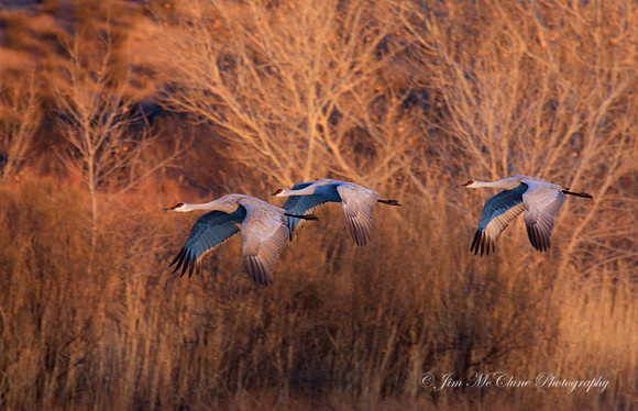 Sandhill Cranes in Winter