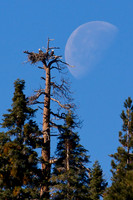 Eagle Nest and Moon, 640mm, Big Bear Lake