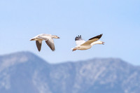 Snow Geese, New Mexico