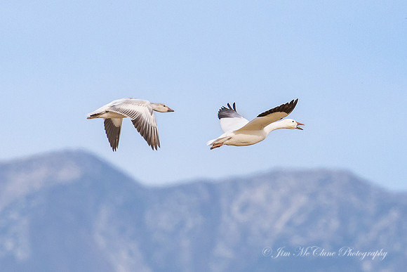 Snow Geese, New Mexico