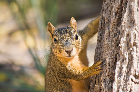 Fox Squirrel