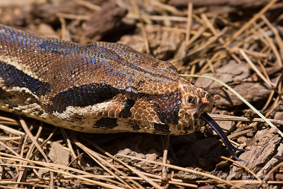 Columbian Red Tailed Boa, captive